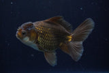 Thai Oranda  Panda 5 Inch (ID#924R12c-100) Free2Day SHIPPING