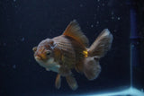 Thai Oranda  Panda 5 Inch (ID#924R12c-100) Free2Day SHIPPING