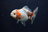 Yuan Bao Oranda  Calico 4 Inch (ID#1224Yb10b-60) Free2Day SHIPPING