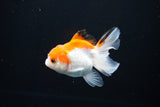 Juvenile Thai Oranda  Red White 3 Inch (ID#1108To13b-82) Free2Day SHIPPING