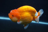 Jumbo Lionchu  Red White 5 Inch (ID#1227R12a-17)