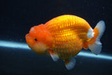 Jumbo Lionchu  Red White 5 Inch (ID#1227R12a-17)