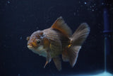 Thai Oranda  Panda 5 Inch (ID#924R12c-100) Free2Day SHIPPING