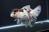 Thai Oranda  Tricolor 6.5 Inch (ID#404T6c-113)