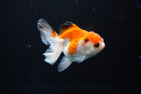 Juvenile Thai Oranda  Red White 3 Inch (ID#1108To13b-82) Free2Day SHIPPING