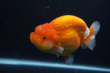 Jumbo Lionchu  Red White 5 Inch (ID#1227R12a-17)