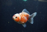 Yuan Bao Oranda  Calico 4 Inch (ID#1224Yb10b-61) Free2Day SHIPPING