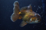 Thai Oranda  Panda 5 Inch (ID#924R12c-100) Free2Day SHIPPING