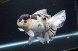 Thai Oranda  Tricolor 6.5 Inch (ID#404T6c-113)