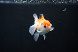 Juvenile Thai Oranda  Red White 3 Inch (ID#1108To13b-82) Free2Day SHIPPING