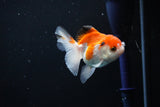 Juvenile Thai Oranda  Red White 3 Inch (ID#1108To13b-82) Free2Day SHIPPING