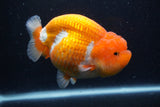 Jumbo Lionchu  Red White 5 Inch (ID#1227R12a-17)