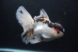 Thai Oranda  Tricolor 6.5 Inch (ID#404T6c-113)