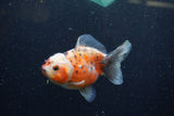 Yuan Bao Oranda  Calico 4 Inch (ID#1224Yb10b-61) Free2Day SHIPPING