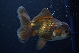 Thai Oranda  Panda 5 Inch (ID#924R12c-100) Free2Day SHIPPING