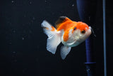 Juvenile Thai Oranda  Red White 3 Inch (ID#1108To13b-82) Free2Day SHIPPING