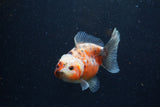 Yuan Bao Oranda  Calico 4 Inch (ID#1224Yb10b-61) Free2Day SHIPPING