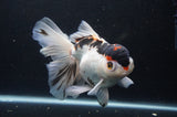 Thai Oranda  Tricolor 6.5 Inch (ID#404T6c-113)