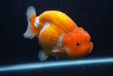 Jumbo Lionchu  Red White 5 Inch (ID#1227R12a-17)