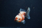 Yuan Bao Oranda  Calico 4 Inch (ID#1224Yb10b-61) Free2Day SHIPPING