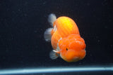 Jumbo Lionchu  Red White 5 Inch (ID#1227R12a-17)