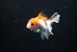 Juvenile Thai Oranda  Red White 3 Inch (ID#1108To13b-82) Free2Day SHIPPING