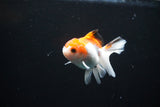 Juvenile Thai Oranda  Red White 3 Inch (ID#1108To13b-82) Free2Day SHIPPING