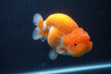 Jumbo Lionchu  Red White 5 Inch (ID#1227R12a-17)