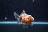 Yuan Bao Oranda  Calico 4 Inch (ID#1224Yb10b-61) Free2Day SHIPPING