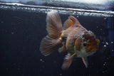 Thai Oranda  Panda 5 Inch (ID#924R12c-100) Free2Day SHIPPING