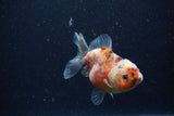 Yuan Bao Oranda  Calico 4 Inch (ID#1224Yb10b-61) Free2Day SHIPPING