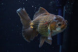 Thai Oranda  Panda 5 Inch (ID#924R12c-100) Free2Day SHIPPING