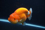 Jumbo Lionchu  Red White 5 Inch (ID#1227R12a-17)