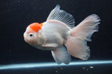 Thai Oranda  Red White 6.5 Inch (ID#404T6c-114)