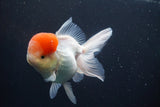 Thai Oranda  Red Cap 4.5 Inch (ID#902To13a-51) Free2Day SHIPPING