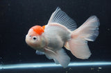 Thai Oranda  Red White 6.5 Inch (ID#404T6c-114)