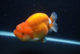 Jumbo Lionchu  Red White 5 Inch (ID#1227R12a-17)