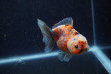 Yuan Bao Oranda  Calico 4 Inch (ID#1224Yb10b-61) Free2Day SHIPPING