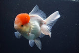 Thai Oranda  Red Cap 4.5 Inch (ID#902To13a-51) Free2Day SHIPPING