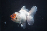 Thai Oranda  Tricolor 4.5 Inch (ID#924R12c-101) Free2Day SHIPPING