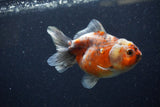 Yuan Bao Oranda  Calico 4 Inch (ID#1224Yb10b-61) Free2Day SHIPPING