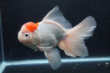 Thai Oranda  Red White 6.5 Inch (ID#404T6c-114)