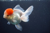 Thai Oranda  Red Cap 4.5 Inch (ID#902To13a-51) Free2Day SHIPPING