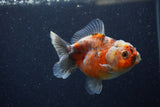 Yuan Bao Oranda  Calico 4 Inch (ID#1224Yb10b-61) Free2Day SHIPPING