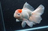 Thai Oranda  Red White 6.5 Inch (ID#404T6c-114)