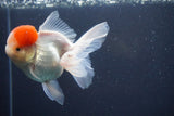 Thai Oranda  Red Cap 4.5 Inch (ID#902To13a-51) Free2Day SHIPPING