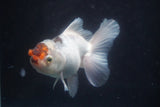 Thai Oranda  Tricolor 4.5 Inch (ID#924R12c-101) Free2Day SHIPPING