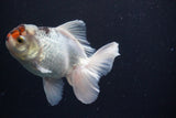 Thai Oranda  Tricolor 4.5 Inch (ID#924R12c-101) Free2Day SHIPPING