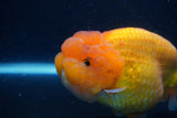 Jumbo Lionchu  Red White 5.5 Inch (ID#1227R12a-18)