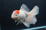 Thai Oranda  Red White 6.5 Inch (ID#404T6c-114)